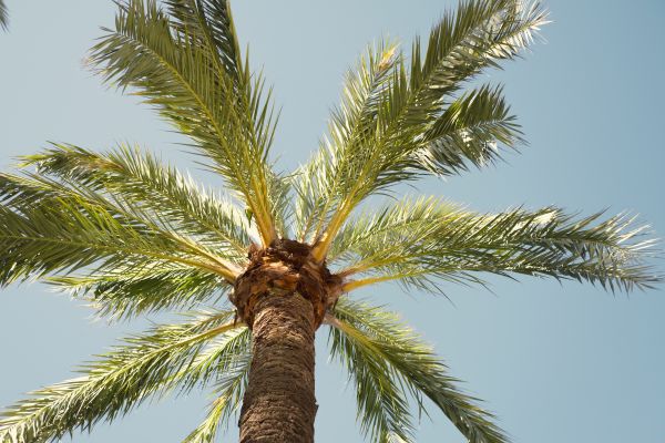 Palm Tree Pruning in Lincoln