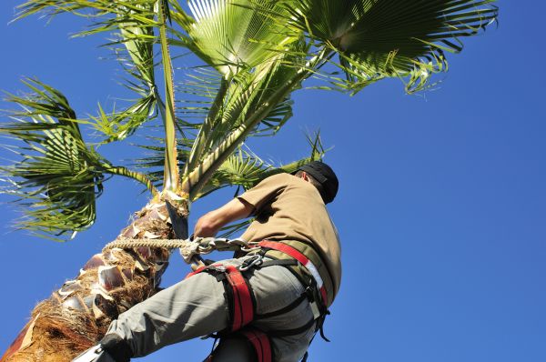 Palm Tree Trimming in Lincoln