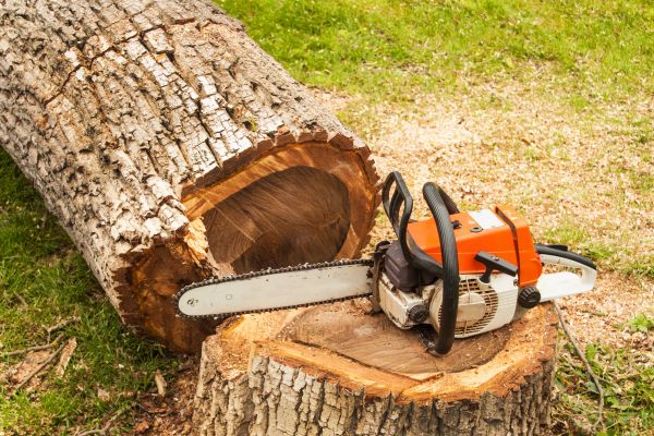 Tree Cutting Service in Lincoln