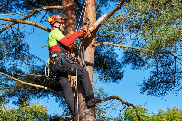Tree Service in Lincoln