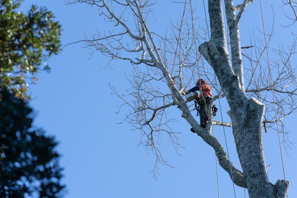 Tree Topping Service in Lincoln