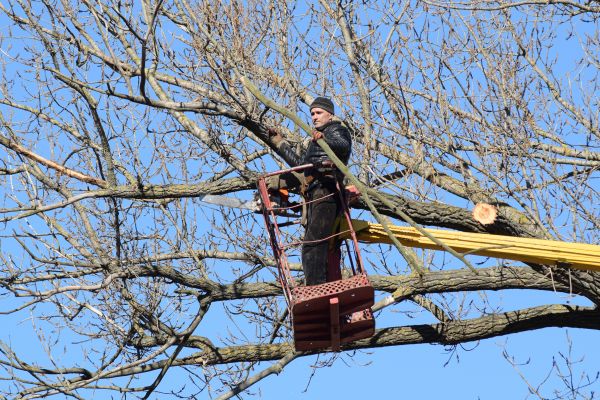 Emergency Tree Trimming in Lincoln
