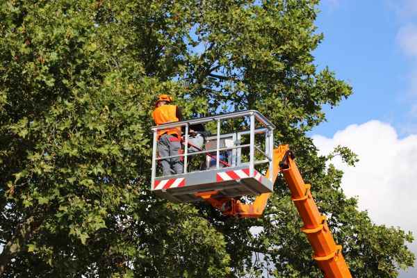 Commercial Tree Service in Lincoln