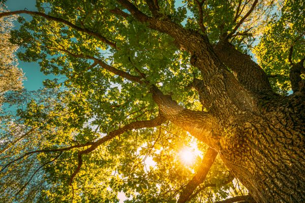 Oak Tree Pruning in Lincoln