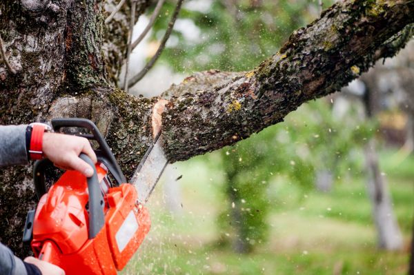 Tree Limbs Removal in Lincoln