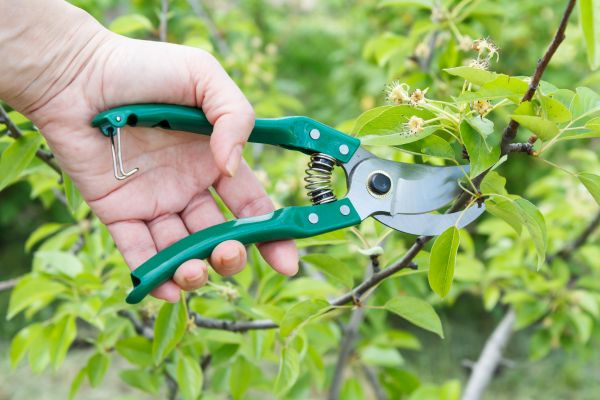 Pear Tree Pruning in Lincoln