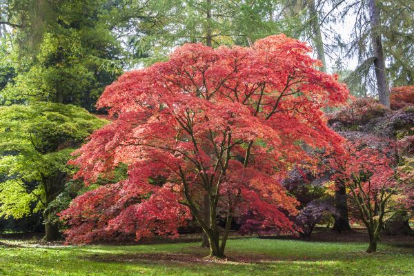 Japanese Maple Pruning in Lincoln