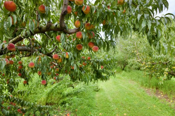 Peach Tree Pruning in Lincoln