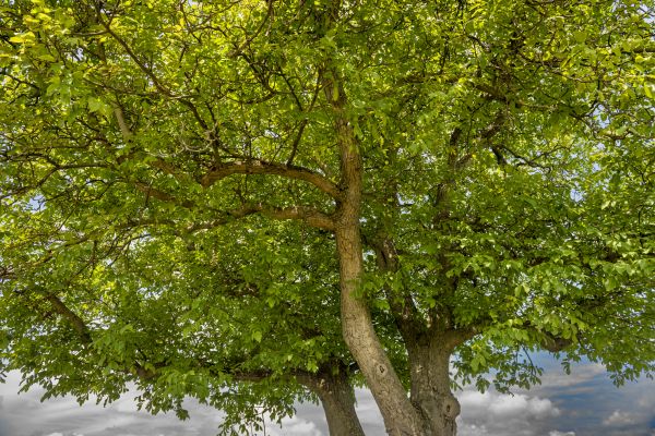 Walnut Tree Trimming in Lincoln