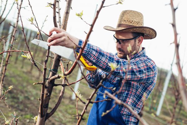 Orchard Tree Pruning in Lincoln