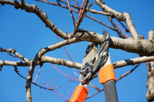 Elm Tree Pruning in Lincoln