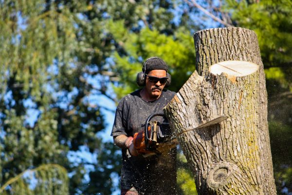 Ash Tree Pruning in Lincoln