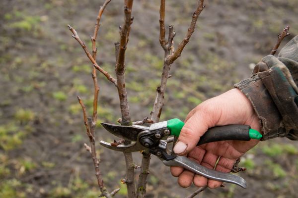 Pear Trees Pruning in Lincoln