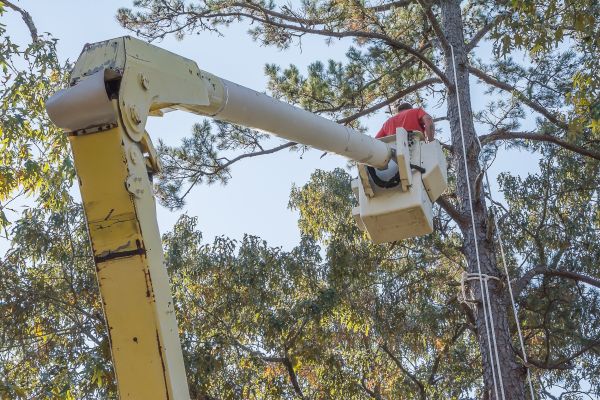 Limbs Trimming in Lincoln
