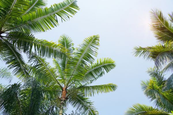 Queen Palm Tree Trimming in Lincoln