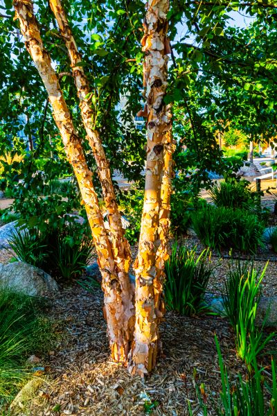 Cost of River Birch Trimming in Lincoln