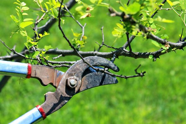 Branches Pruning in Lincoln