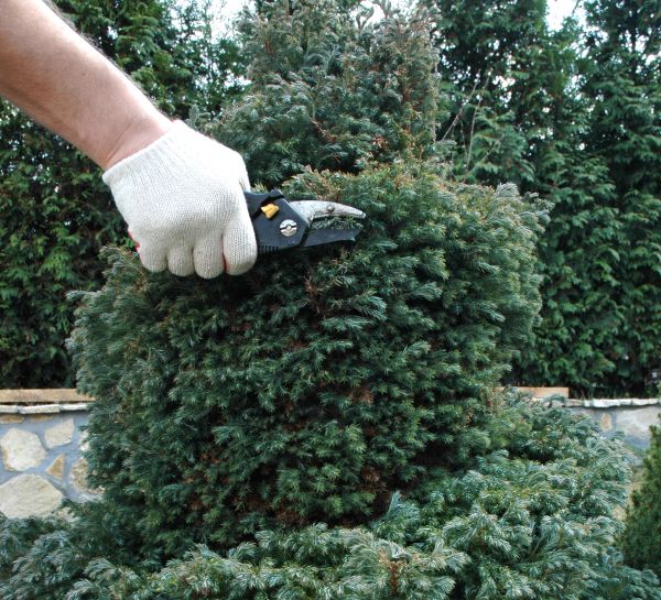 Ornamental Tree Trimming in Lincoln
