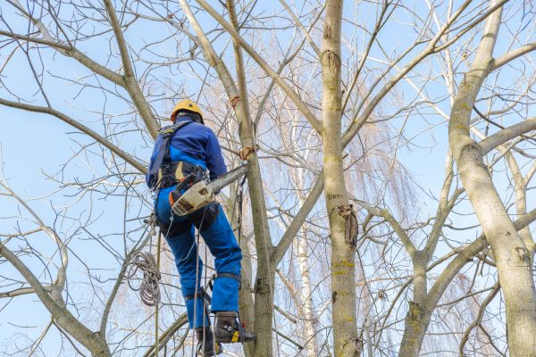 Large Tree Trimming in Lincoln