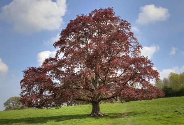 Beech Tree Pruning in Lincoln