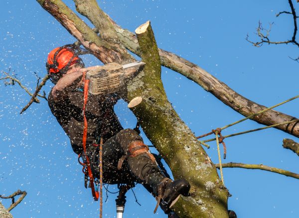 Tree Trimming Service in Lincoln