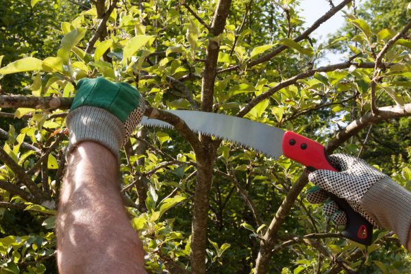 Apple Tree Trimming in Lincoln