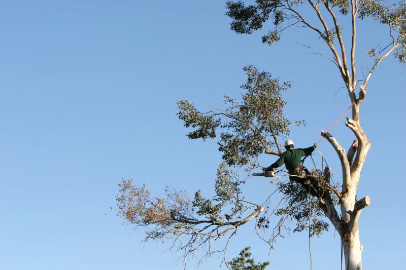 Tree Trimming Equipment in Use