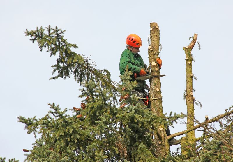 Tools for Tree Trimming